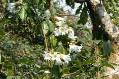 Beaumontia grandiflora